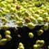 Green and black olives floating in a processing tank filled with water. - Olive Oil Times