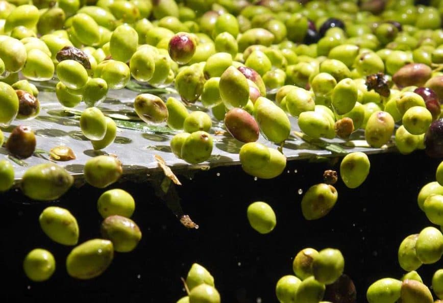 Green and black olives floating in a processing tank filled with water. - Olive Oil Times