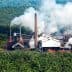 Palm oil processing facility with smoke rising from chimneys surrounded by palm trees. - Olive Oil Times