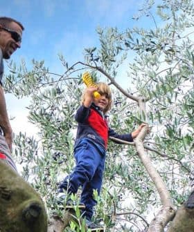 A child climbing an olive tree while an adult watches from below. - Olive Oil Times