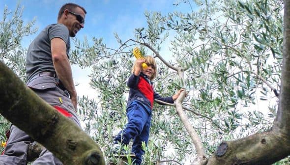 A child climbing an olive tree while an adult watches from below. - Olive Oil Times