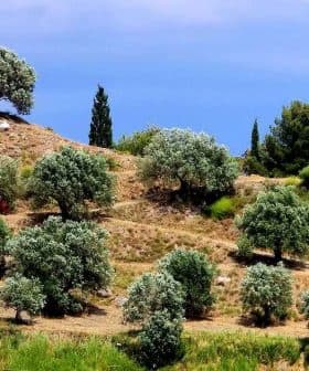 A hillside with numerous olive trees arranged in rows under a clear blue sky. - Olive Oil Times