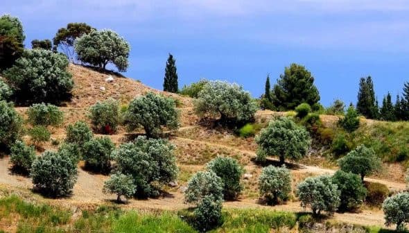 A hillside with numerous olive trees arranged in rows under a clear blue sky. - Olive Oil Times