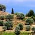 A hillside with numerous olive trees arranged in rows under a clear blue sky. - Olive Oil Times