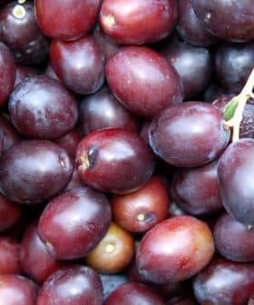 A close-up view of freshly harvested Leccino olives with varying shades of purple and green. - Olive Oil Times