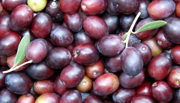 A close-up view of freshly harvested Leccino olives with varying shades of purple and green. - Olive Oil Times