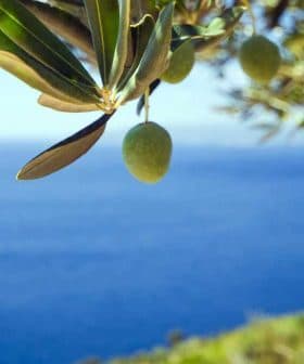 Olive branch with green olives hanging above a blue sea in the background. - Olive Oil Times