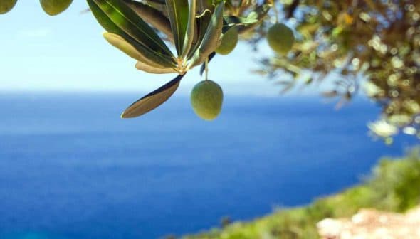 Olive branch with green olives hanging above a blue sea in the background. - Olive Oil Times