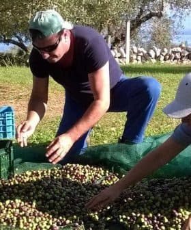 Three individuals collecting olives from a net on the ground during the harvesting process. - Olive Oil Times