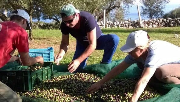 Three individuals collecting olives from a net on the ground during the harvesting process. - Olive Oil Times