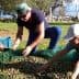 Three individuals collecting olives from a net on the ground during the harvesting process. - Olive Oil Times