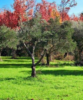 Olive trees in a green field with autumn foliage in the background. - Olive Oil Times