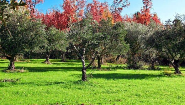 Olive trees in a green field with autumn foliage in the background. - Olive Oil Times
