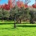 Olive trees in a green field with autumn foliage in the background. - Olive Oil Times