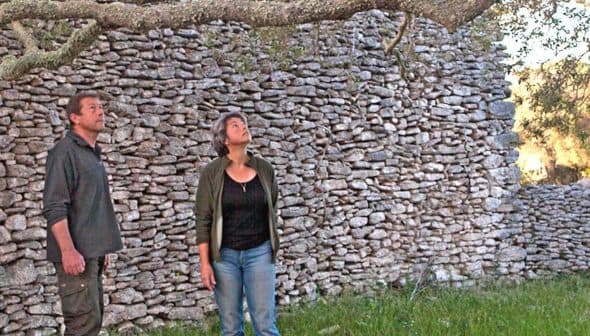 Two individuals looking up at a tree branch in front of a stone wall. - Olive Oil Times