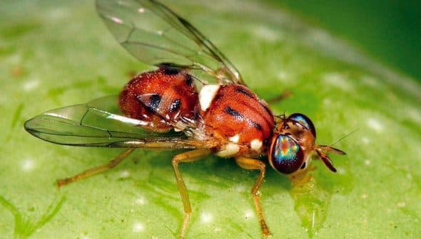 A close-up view of a fruit fly with reddish-brown body and iridescent eyes on a green surface. - Olive Oil Times