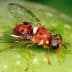 A close-up view of a fruit fly with reddish-brown body and iridescent eyes on a green surface. - Olive Oil Times