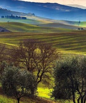 Landscape featuring rolling green hills and olive trees under a cloudy sky. - Olive Oil Times