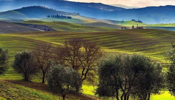 Landscape featuring rolling green hills and olive trees under a cloudy sky. - Olive Oil Times