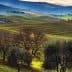 Landscape featuring rolling green hills and olive trees under a cloudy sky. - Olive Oil Times