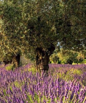 Olive trees growing among vibrant lavender plants in a field setting. - Olive Oil Times