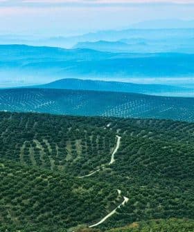 Expansive landscape of olive groves with rolling hills and distant mountains. - Olive Oil Times