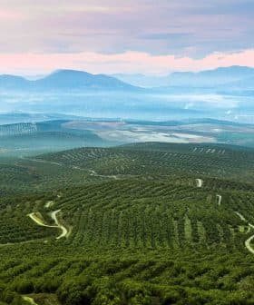 Aerial view of expansive olive groves with rolling hills and distant mountains under a cloudy sky. - Olive Oil Times