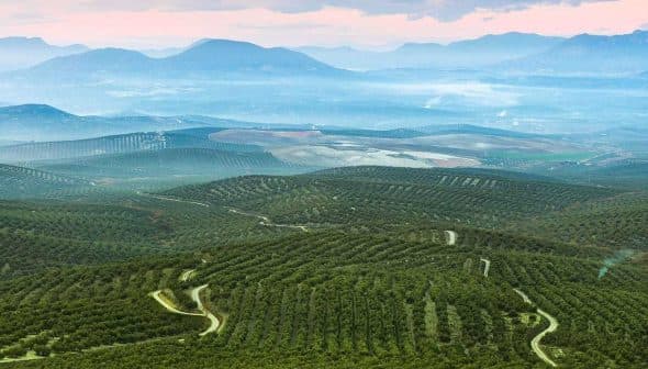 Aerial view of expansive olive groves with rolling hills and distant mountains under a cloudy sky. - Olive Oil Times