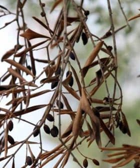 Branch of an olive tree featuring dried olives and leaves against a blurred background. - Olive Oil Times