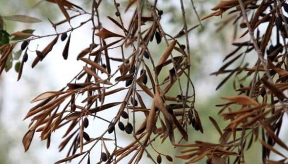 Branch of an olive tree featuring dried olives and leaves against a blurred background. - Olive Oil Times