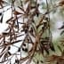 Branch of an olive tree featuring dried olives and leaves against a blurred background. - Olive Oil Times