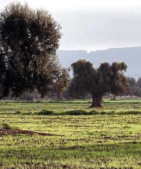 A solitary olive tree in a field with several other olive trees in the background. - Olive Oil Times