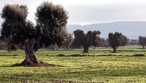 A solitary olive tree in a field with several other olive trees in the background. - Olive Oil Times