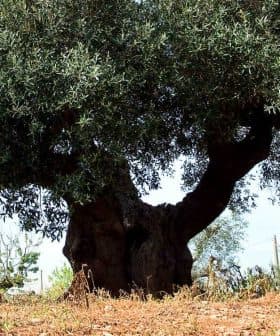 A large olive tree with a thick trunk and expansive canopy in a field. - Olive Oil Times
