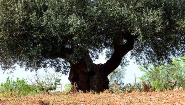 A large olive tree with a thick trunk and expansive canopy in a field. - Olive Oil Times