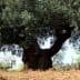 A large olive tree with a thick trunk and expansive canopy in a field. - Olive Oil Times