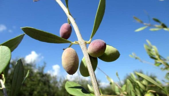 Close-up of an olive tree branch featuring ripening olives in various colors against a blue sky. - Olive Oil Times