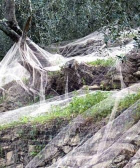 Olive trees covered with harvesting nets on a rocky terrain in an olive grove. - Olive Oil Times