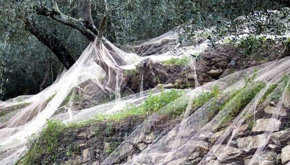Olive trees covered with harvesting nets on a rocky terrain in an olive grove. - Olive Oil Times