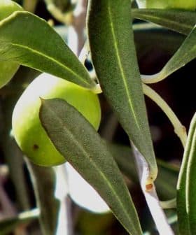 Close-up of green olives growing on an olive tree branch with leaves. - Olive Oil Times