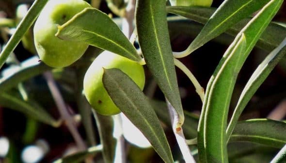Close-up of green olives growing on an olive tree branch with leaves. - Olive Oil Times