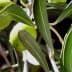 Close-up of green olives growing on an olive tree branch with leaves. - Olive Oil Times