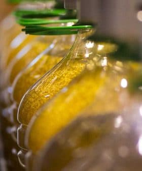 Row of glass bottles filled with olive oil on a production line with green caps. - Olive Oil Times