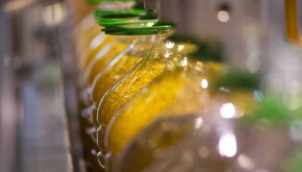 Row of glass bottles filled with olive oil on a production line with green caps. - Olive Oil Times