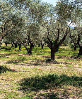 A grove of olive trees with green foliage and a grassy ground cover. - Olive Oil Times