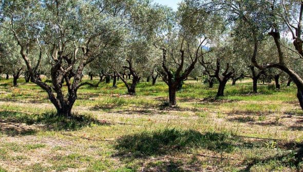 A grove of olive trees with green foliage and a grassy ground cover. - Olive Oil Times