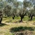 A grove of olive trees with green foliage and a grassy ground cover. - Olive Oil Times