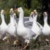 A group of white geese with outstretched wings standing on the ground. - Olive Oil Times