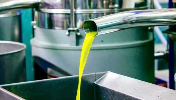 Fresh olive oil being extracted from a machine in a processing facility. - Olive Oil Times
