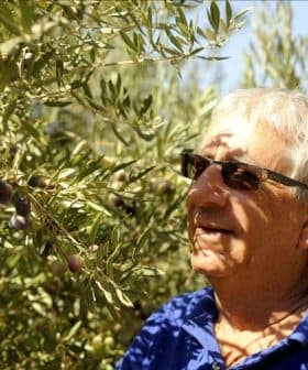 Man wearing sunglasses standing near an olive tree with olives visible on the branches. - Olive Oil Times